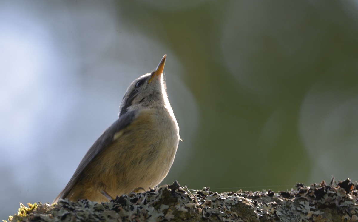 Red-breasted Nuthatch - ML622094049