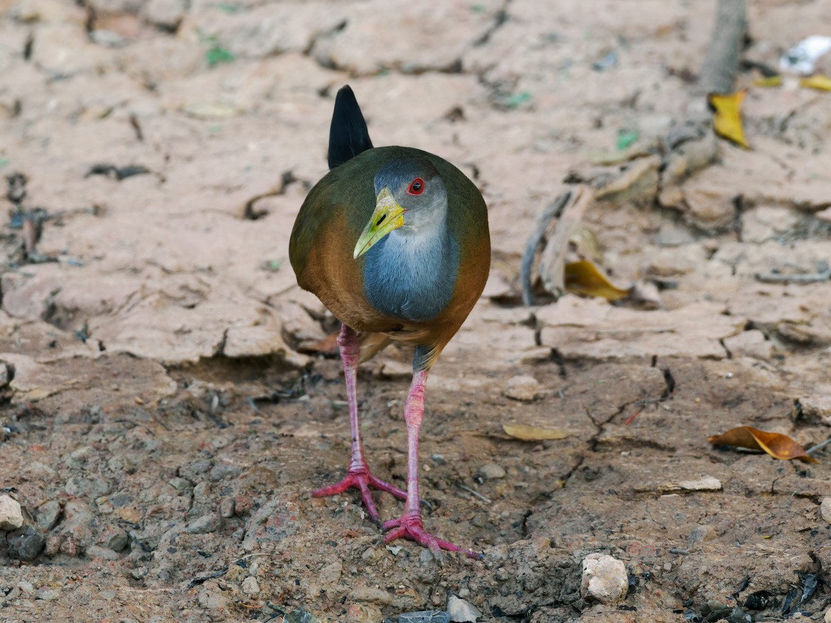 Gray-cowled Wood-Rail (Gray-cowled) - ML622094051