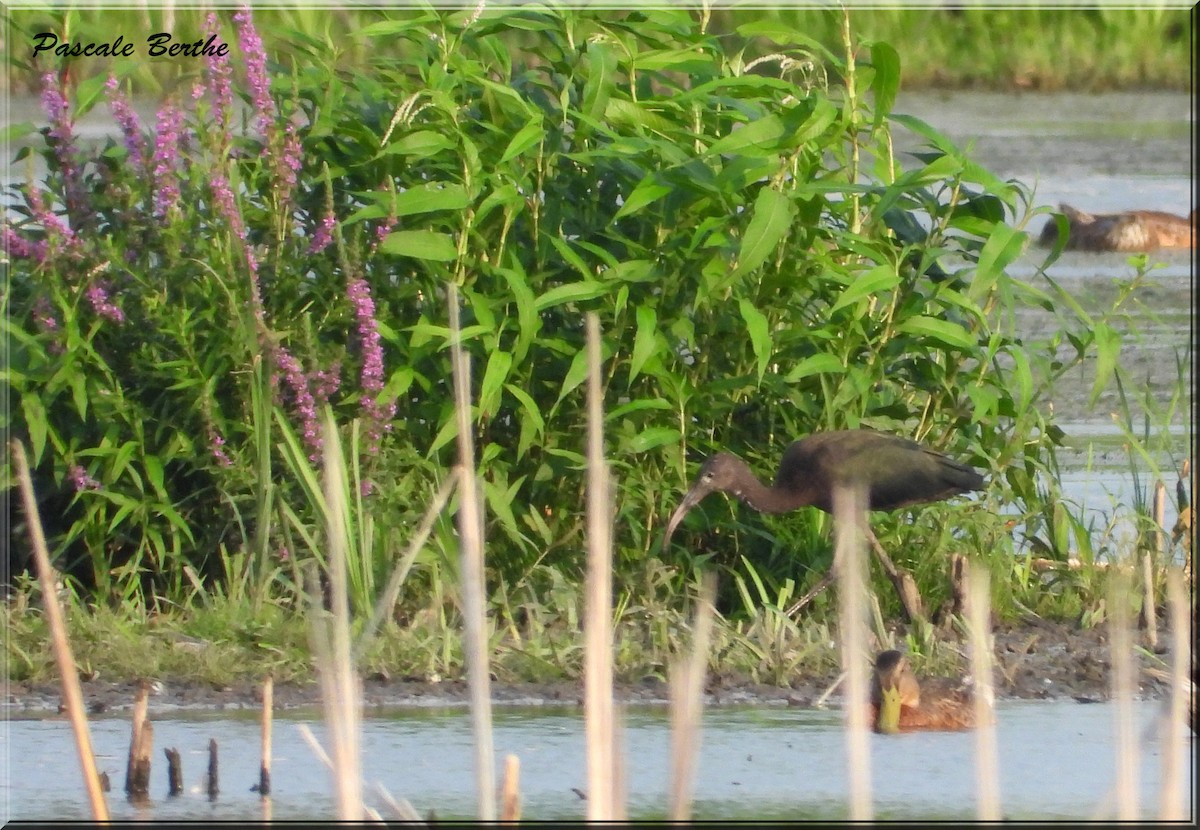 Glossy Ibis - Pascale Berthe