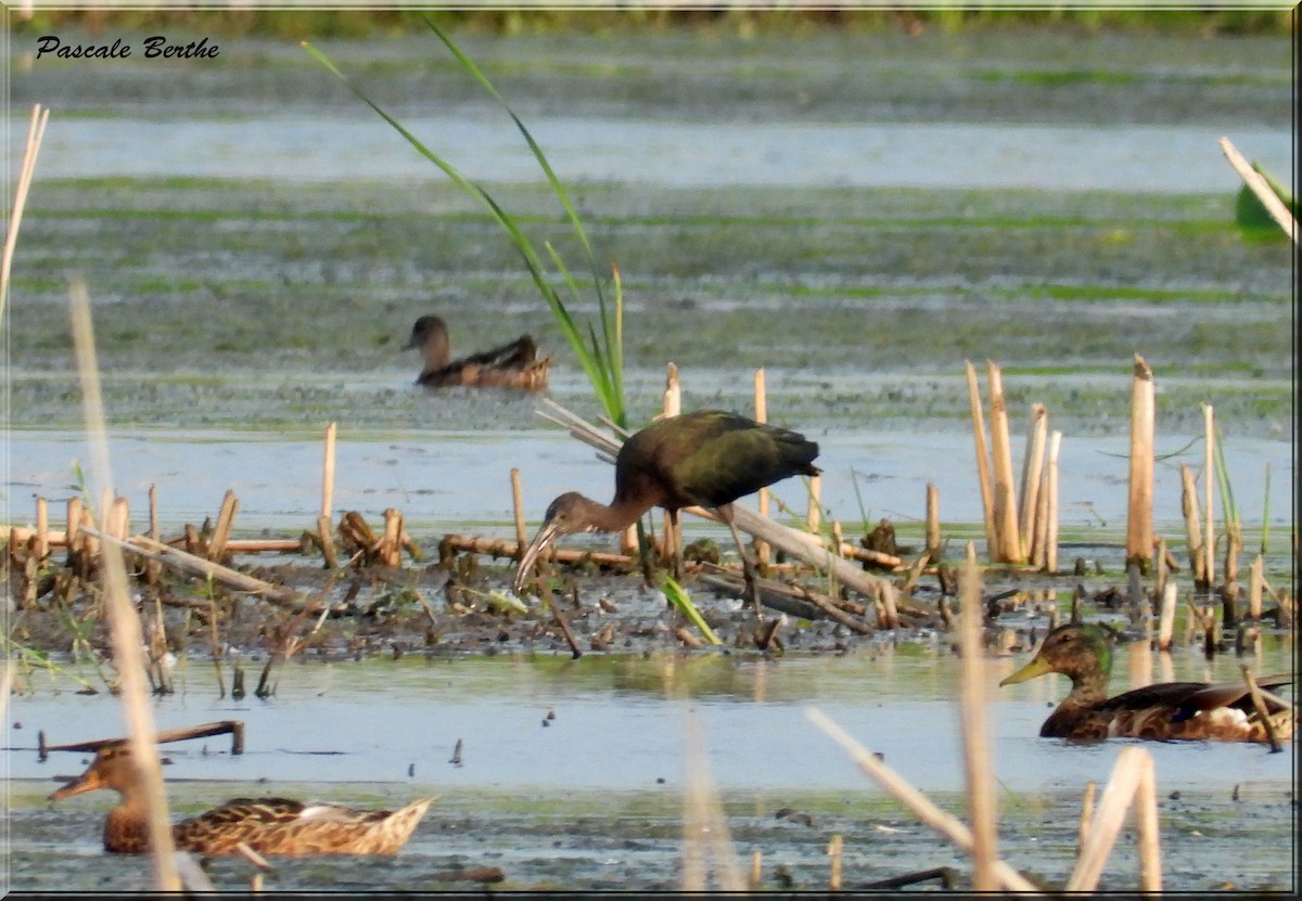 Glossy Ibis - ML622094053