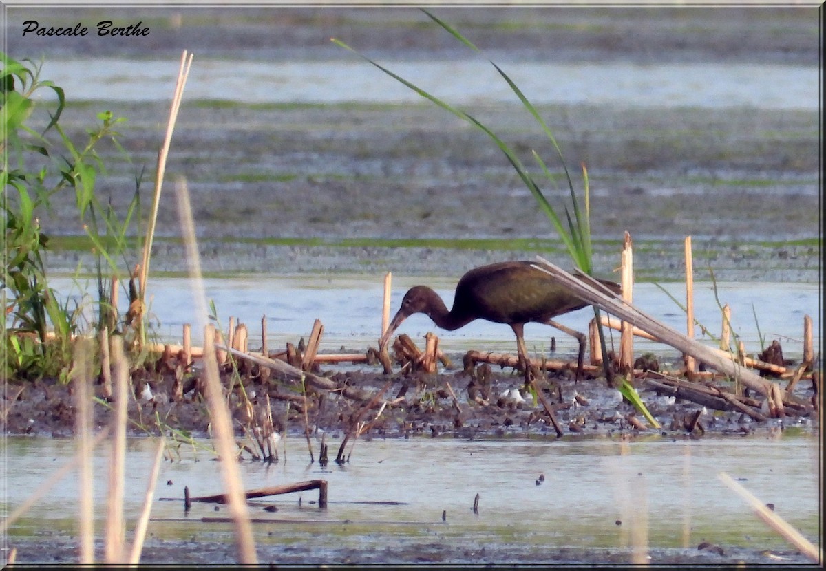 Glossy Ibis - ML622094054