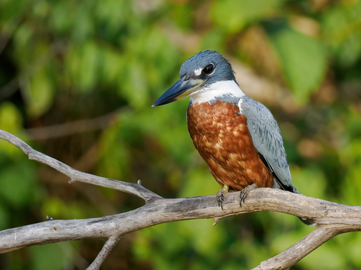 Ringed Kingfisher (Northern) - ML622094055