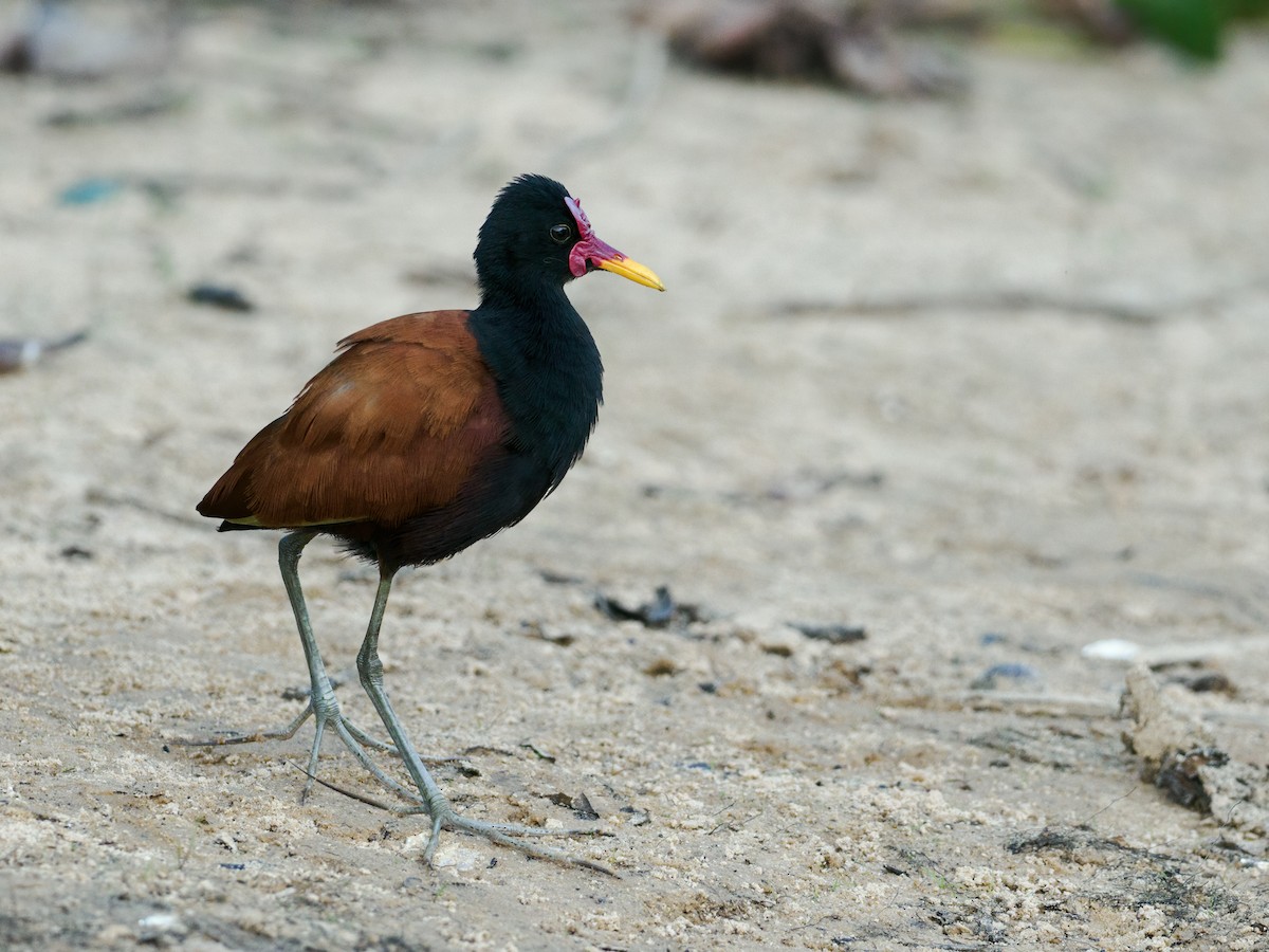 Wattled Jacana (Chestnut-backed) - ML622094056