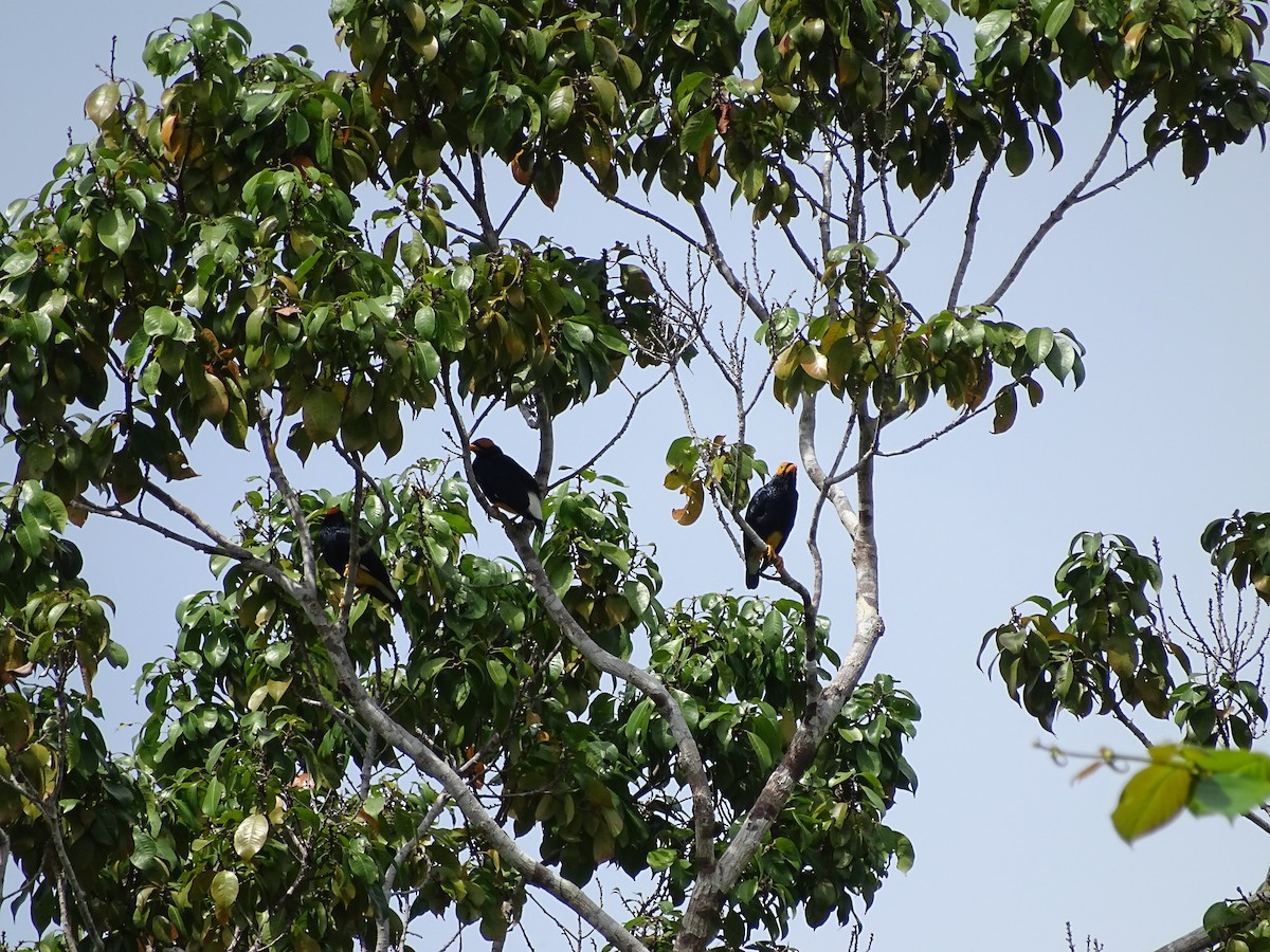 Yellow-faced Myna - ML622094057