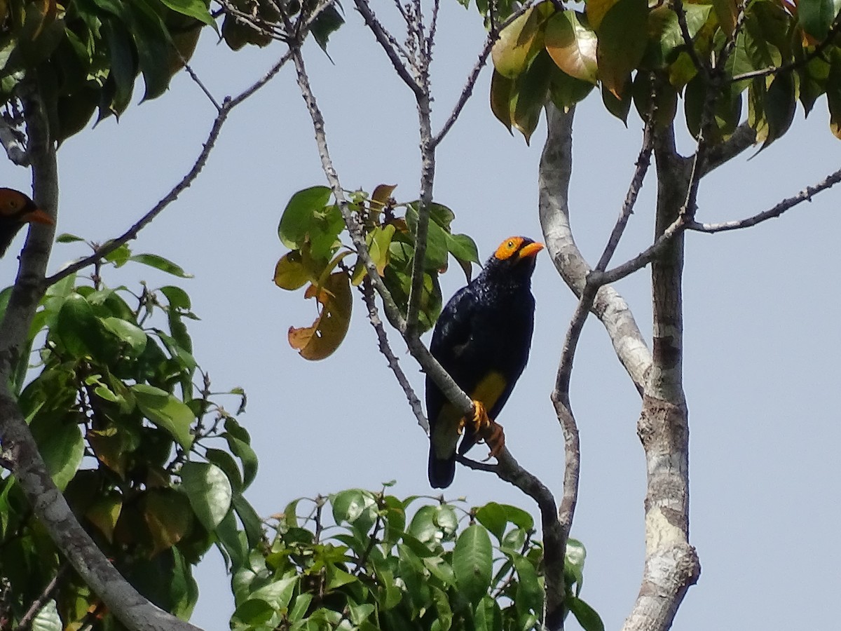 Yellow-faced Myna - ML622094058