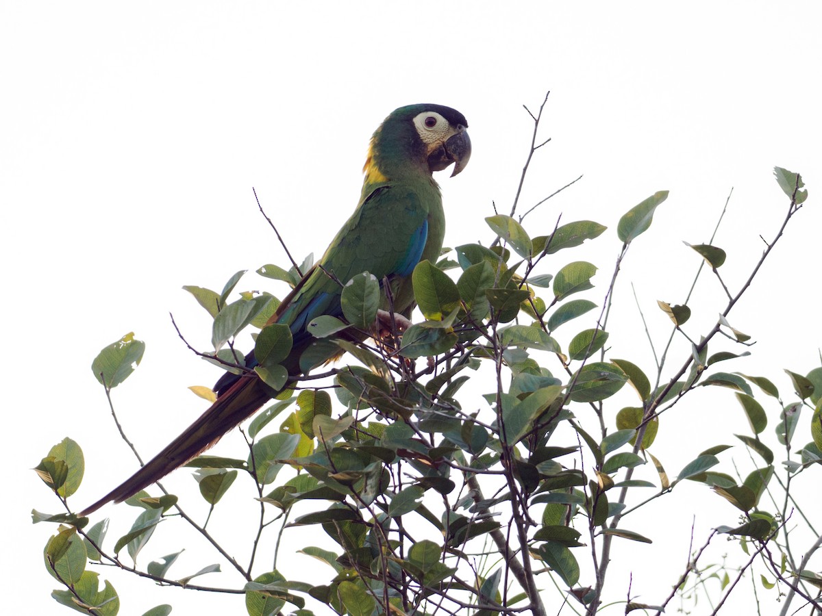 Yellow-collared Macaw - ML622094060