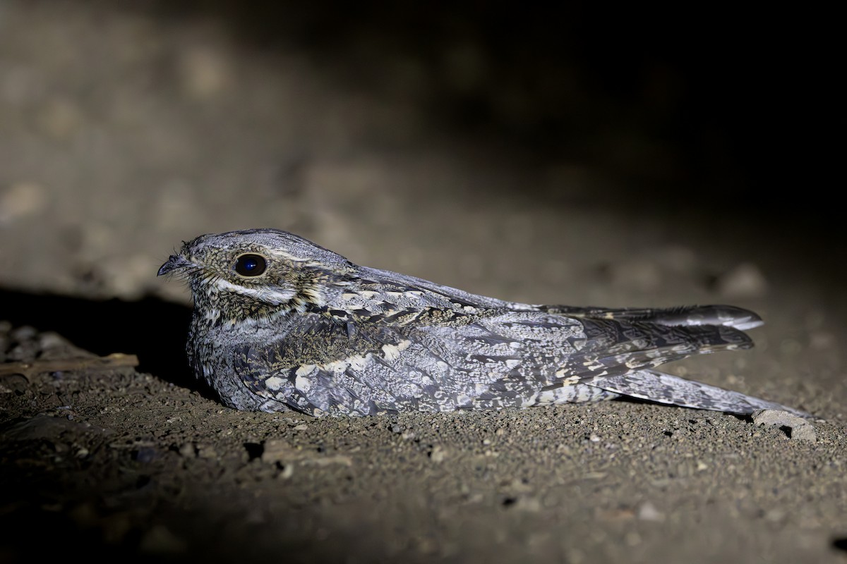 Eurasian Nightjar - ML622094062