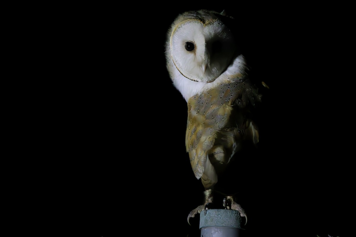 Barn Owl - ML622094063