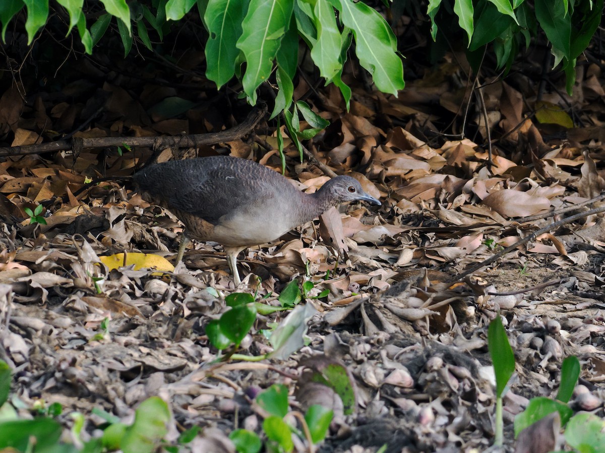 Undulated Tinamou - Nick Athanas