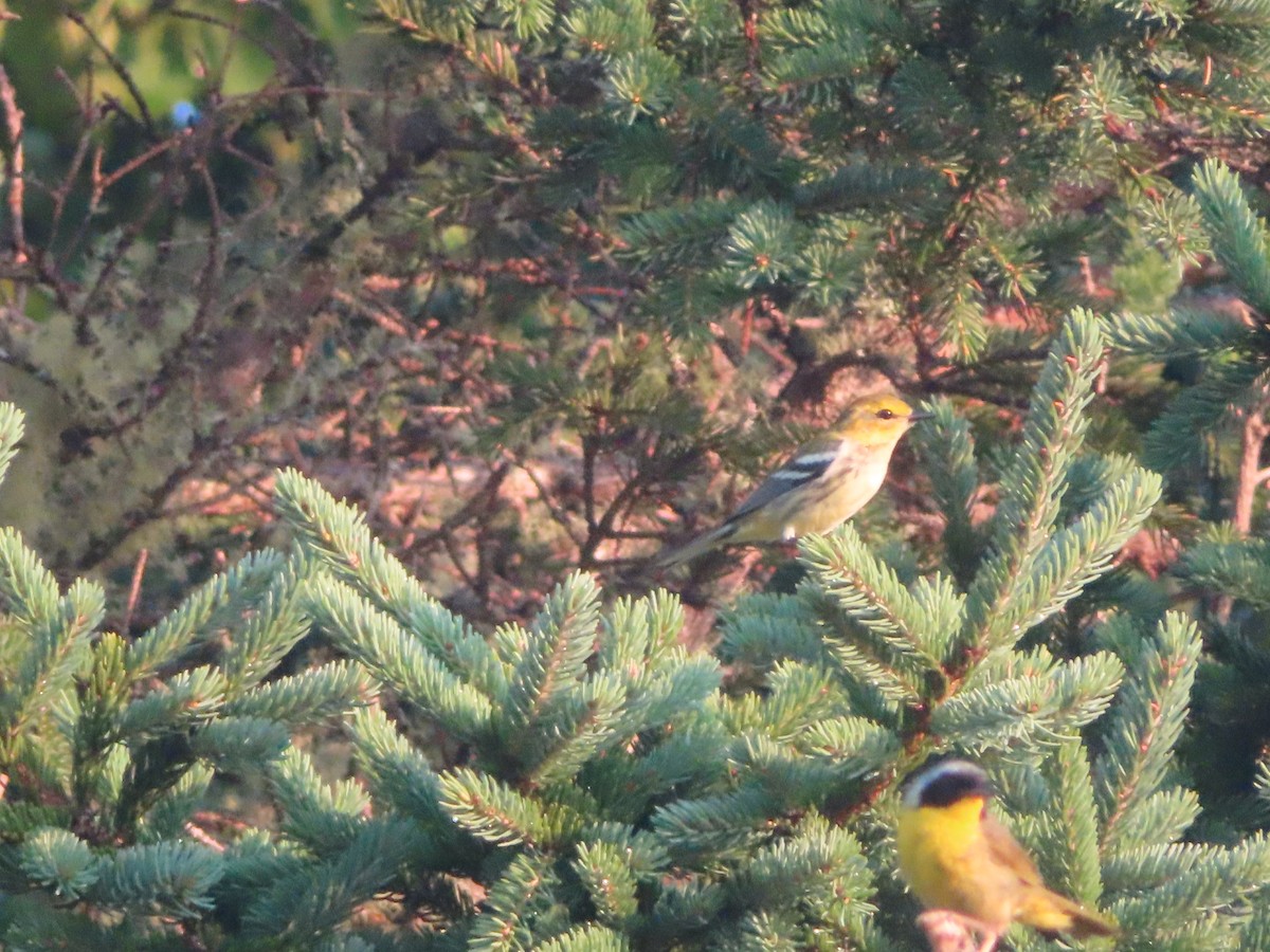 Black-throated Green Warbler - ML622094076