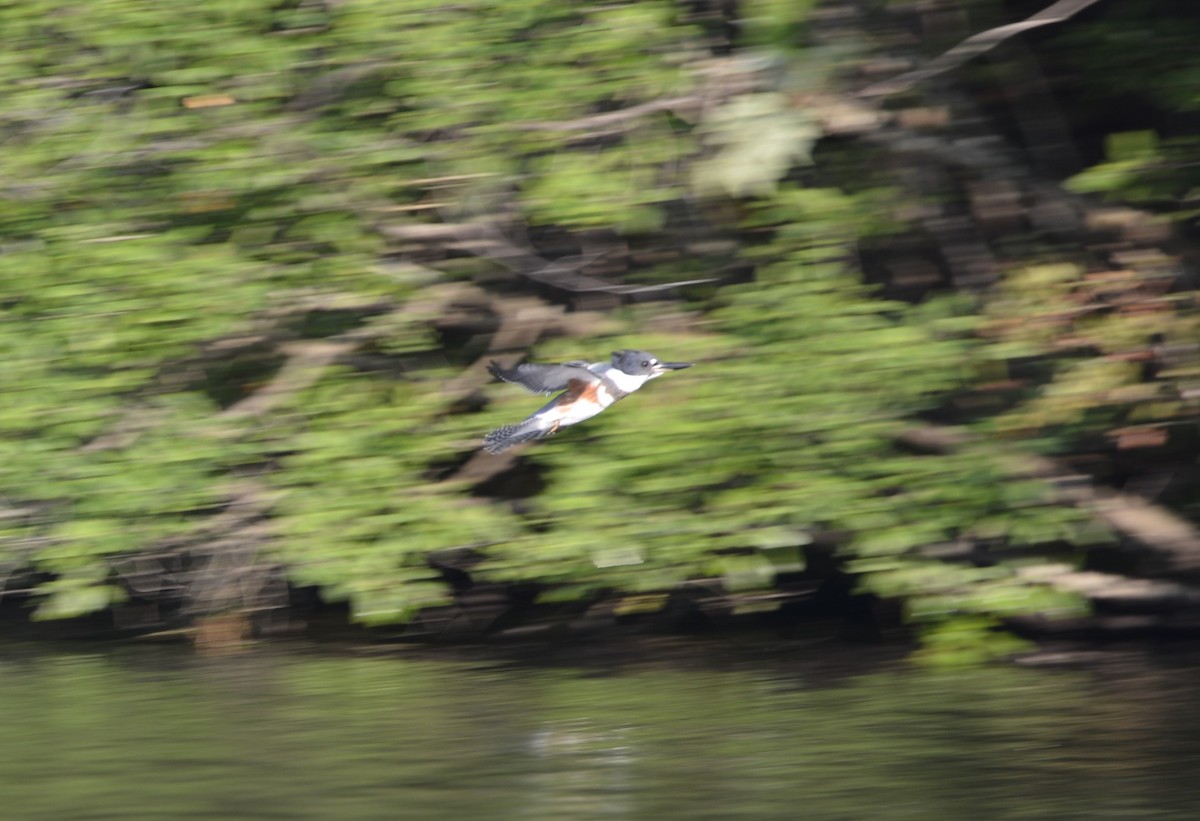 Belted Kingfisher - Dominique Blanc