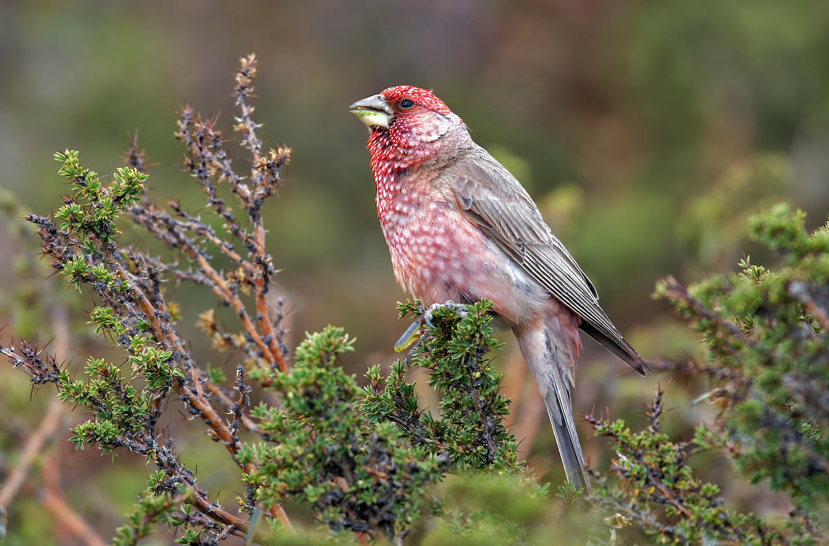 Great Rosefinch - Parmil Kumar