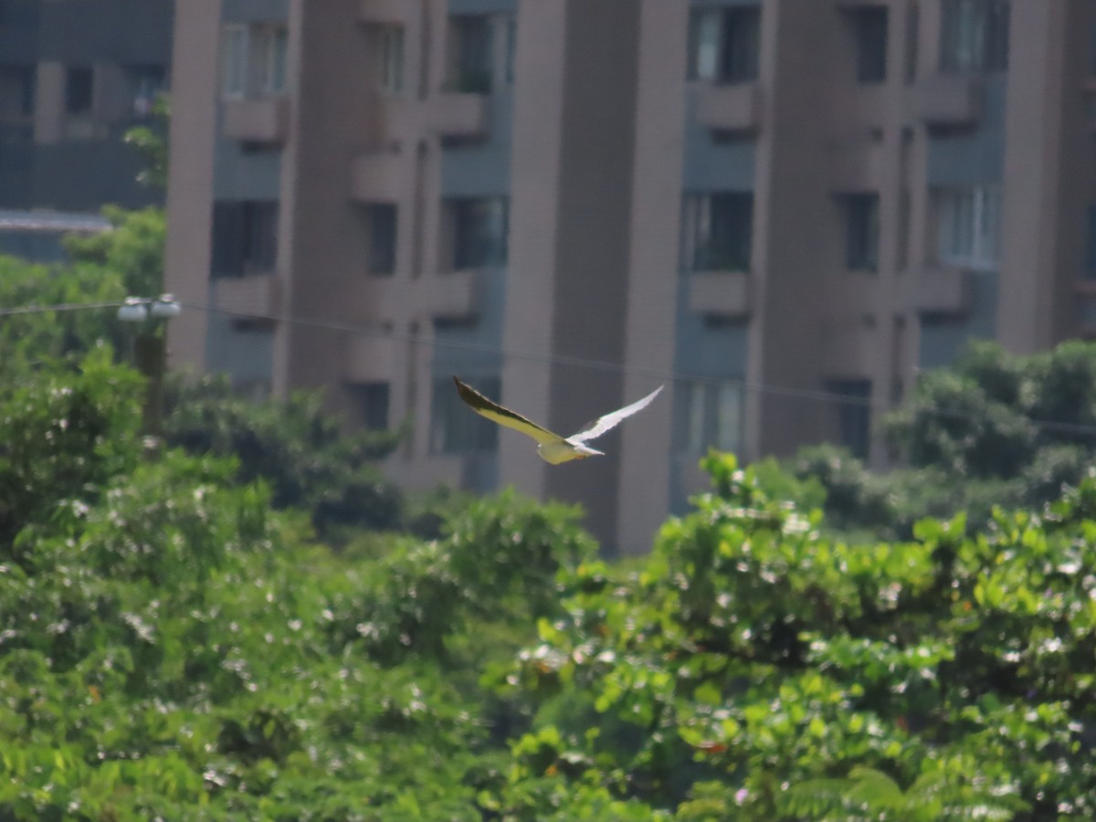 Black-winged Kite - 韋勳 陳