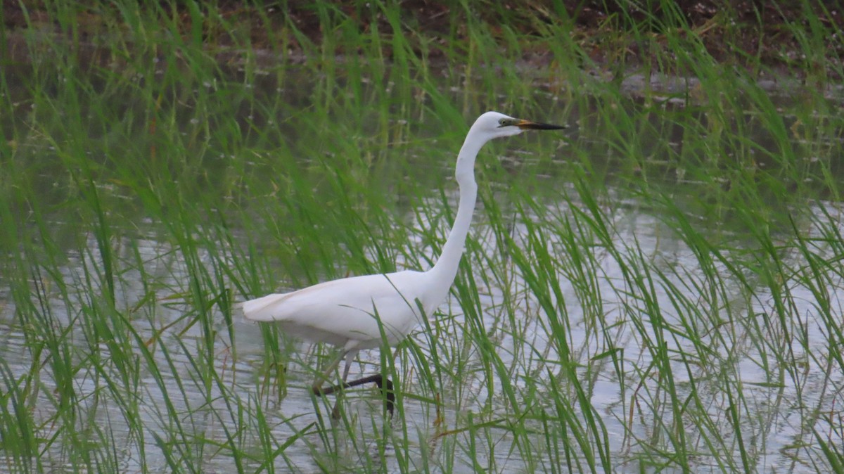 Great Egret - Sujay Biswas