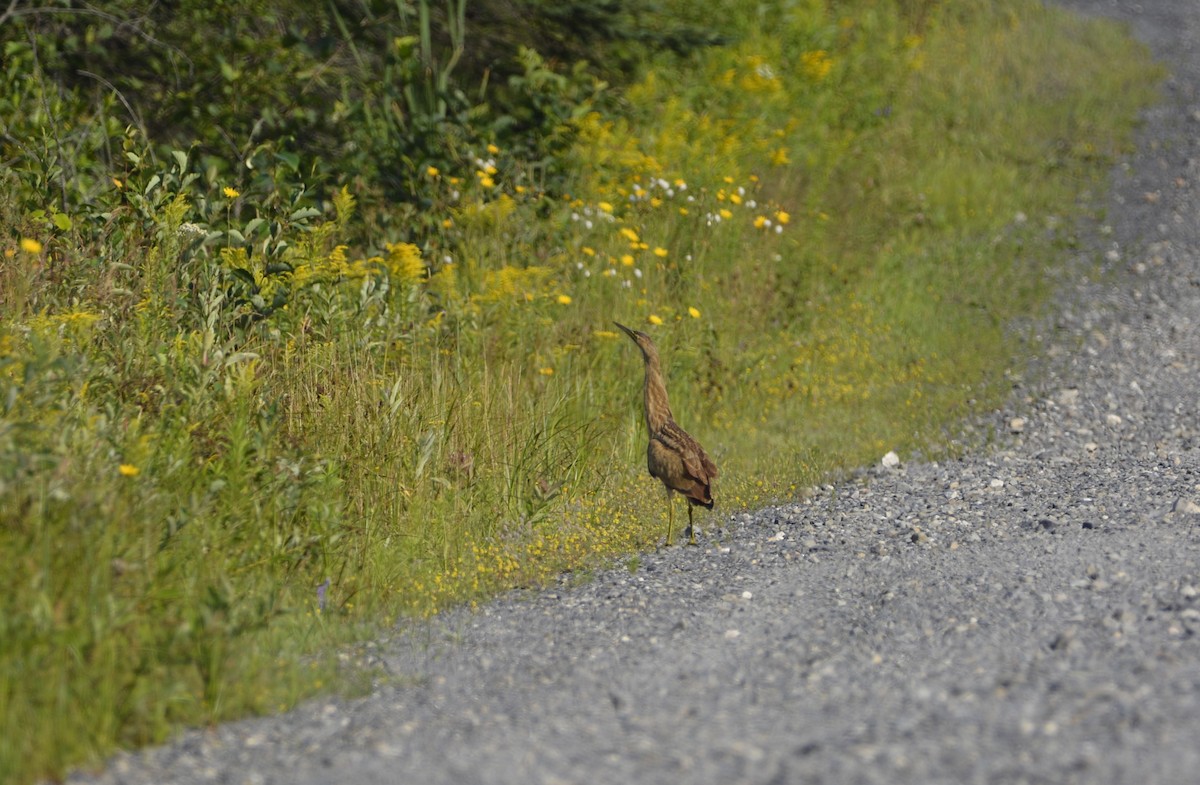 American Bittern - ML622094143