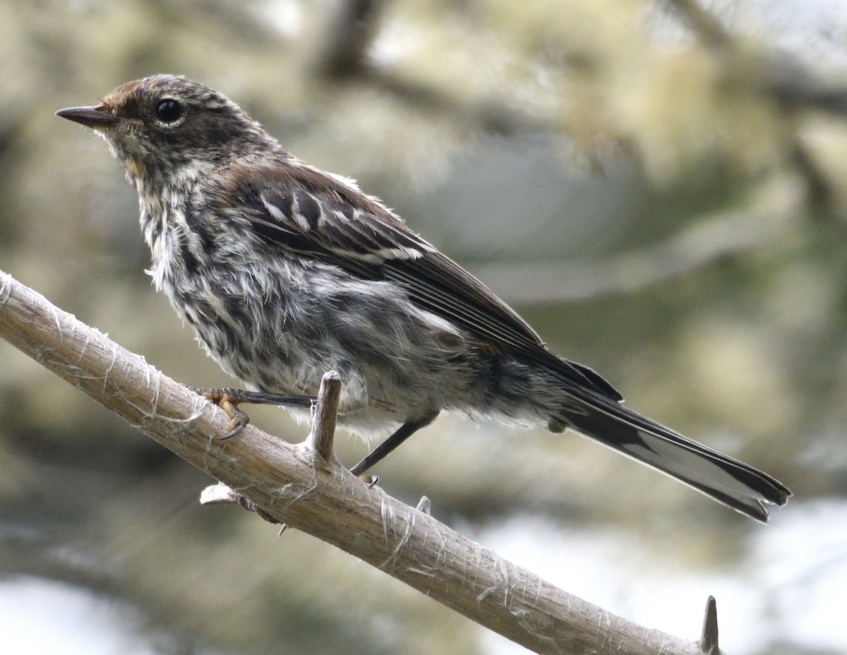 Yellow-rumped Warbler - ML622094144