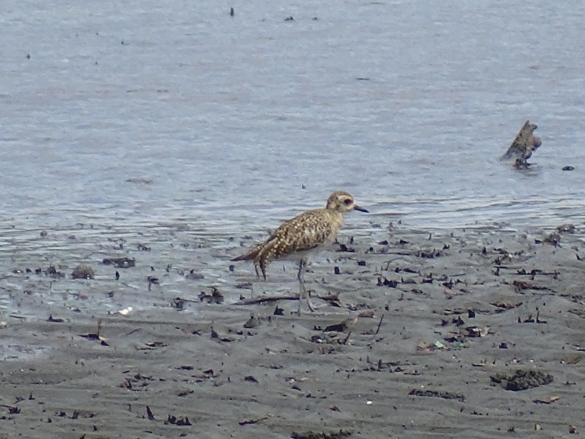 Pacific Golden-Plover - Radek Nesvačil