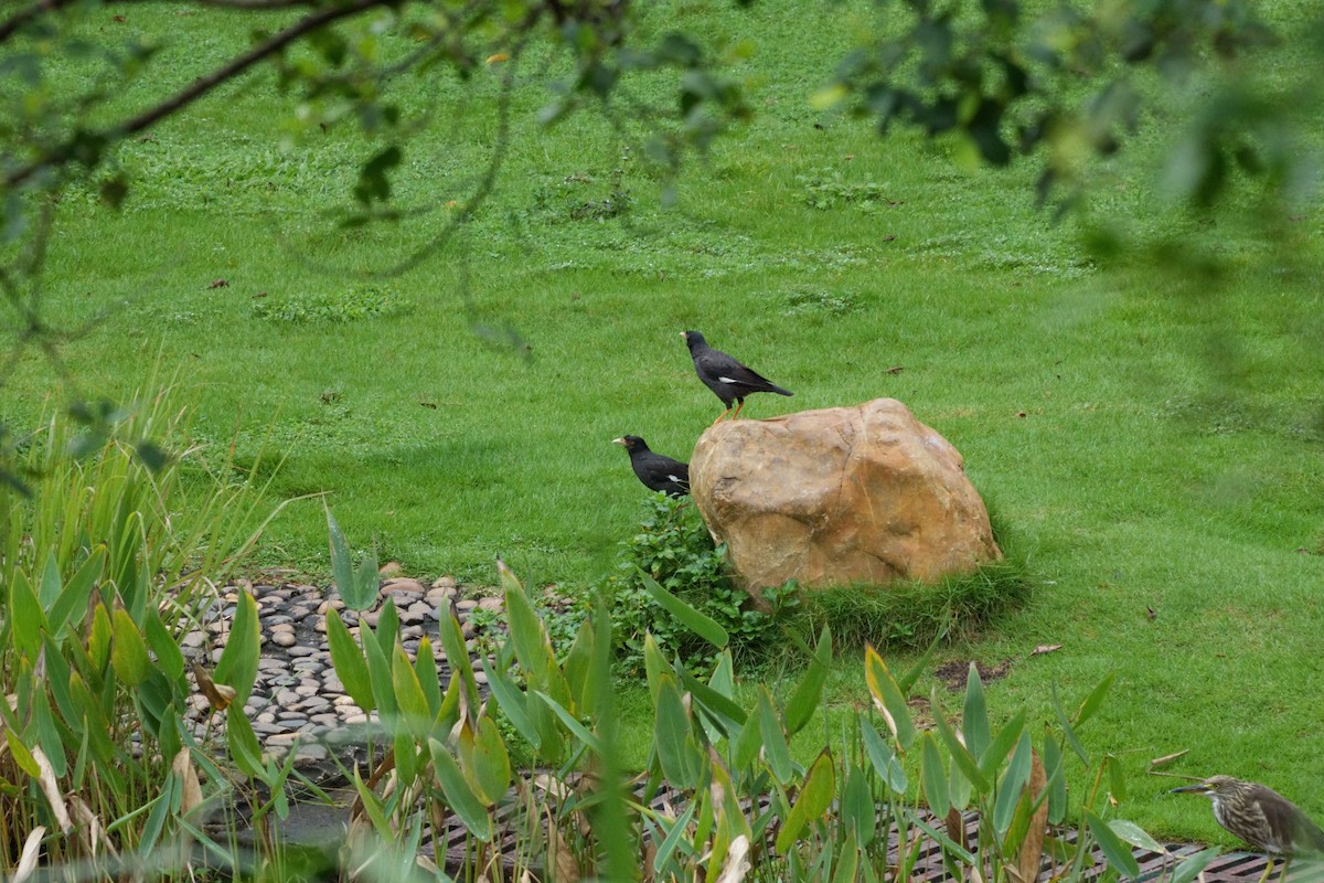 Crested Myna - ML622094146