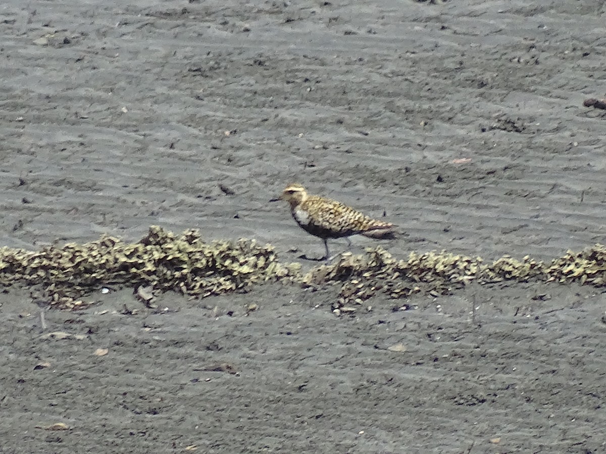 Pacific Golden-Plover - Radek Nesvačil