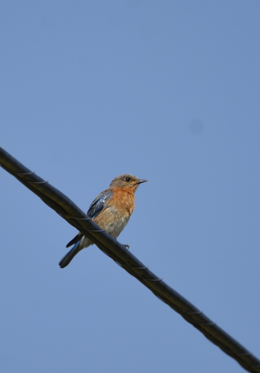 Eastern Bluebird - ML622094149