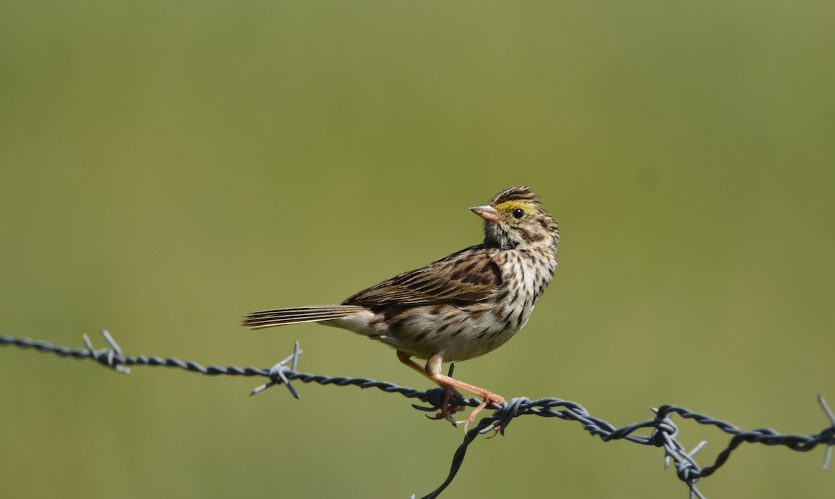 Savannah Sparrow - ML622094153