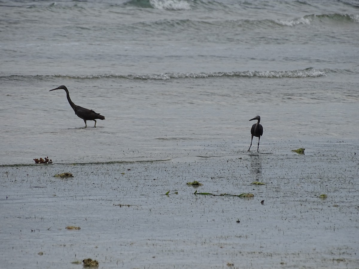 Pacific Reef-Heron - ML622094154