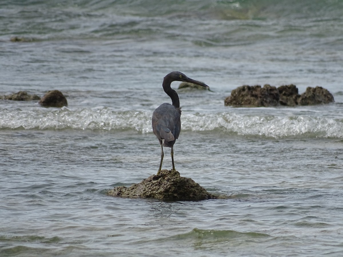 Pacific Reef-Heron - ML622094155