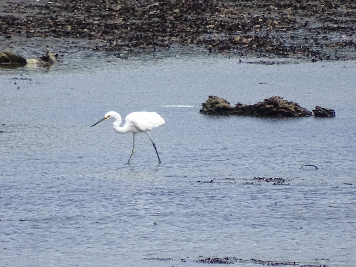 Little Egret - ML622094156