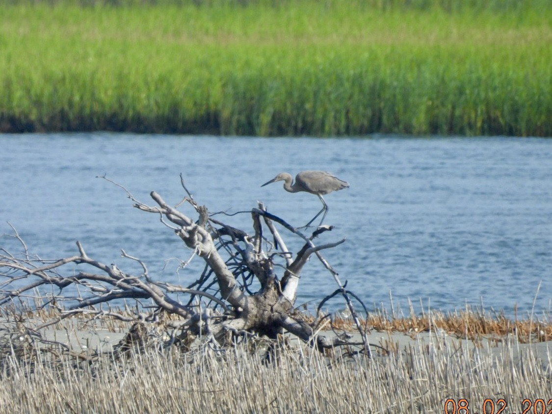 Reddish Egret - ML622094159