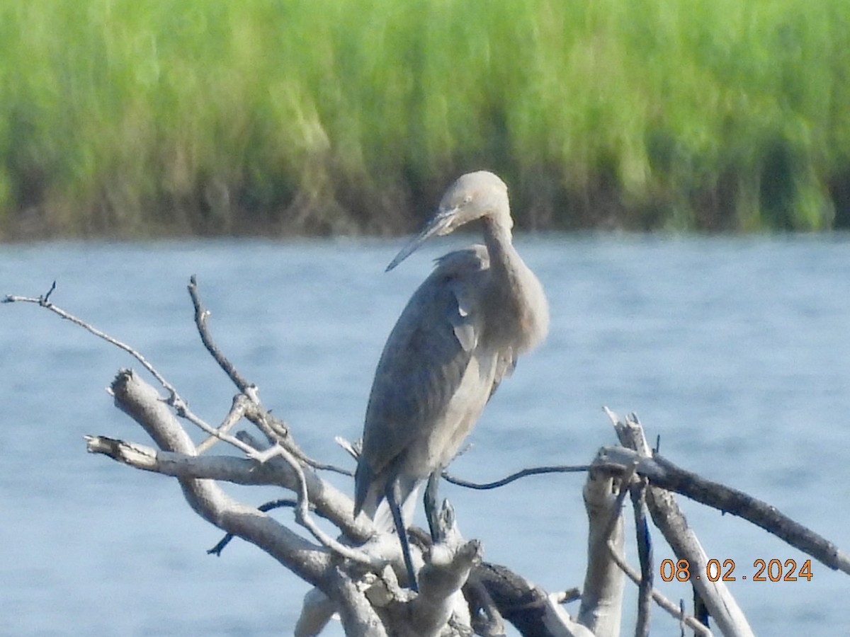 Reddish Egret - ML622094160