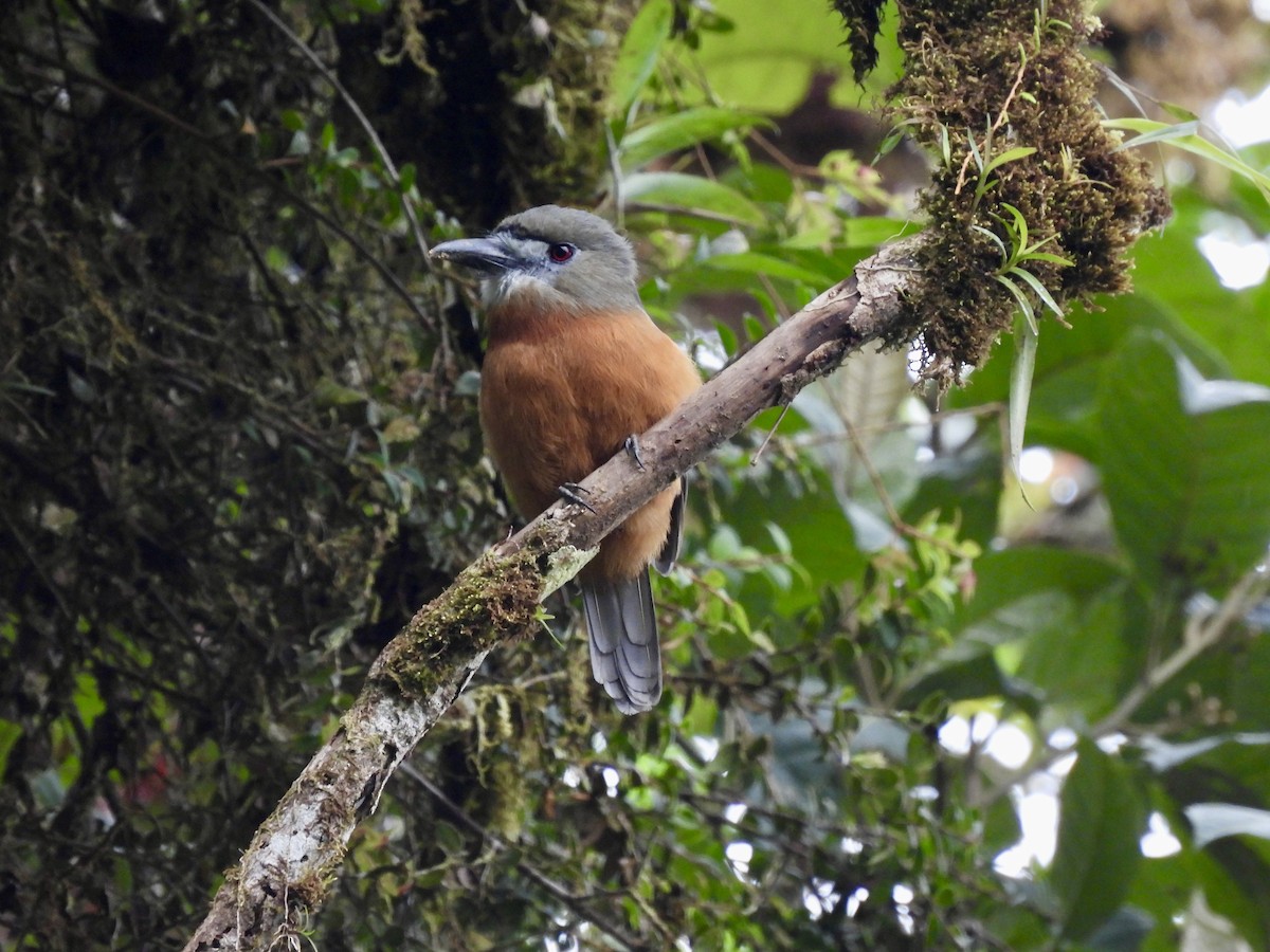 White-faced Nunbird - ML622094163