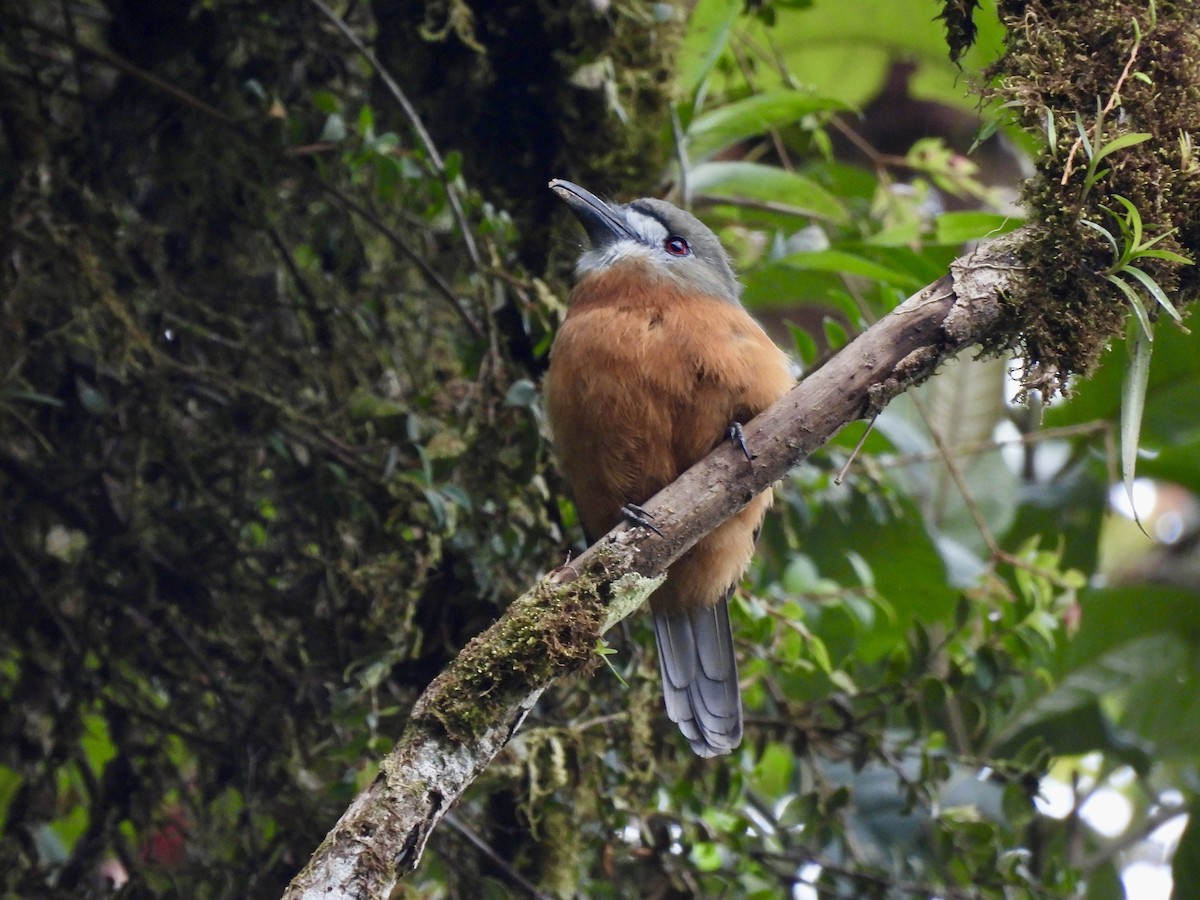 White-faced Nunbird - ML622094164