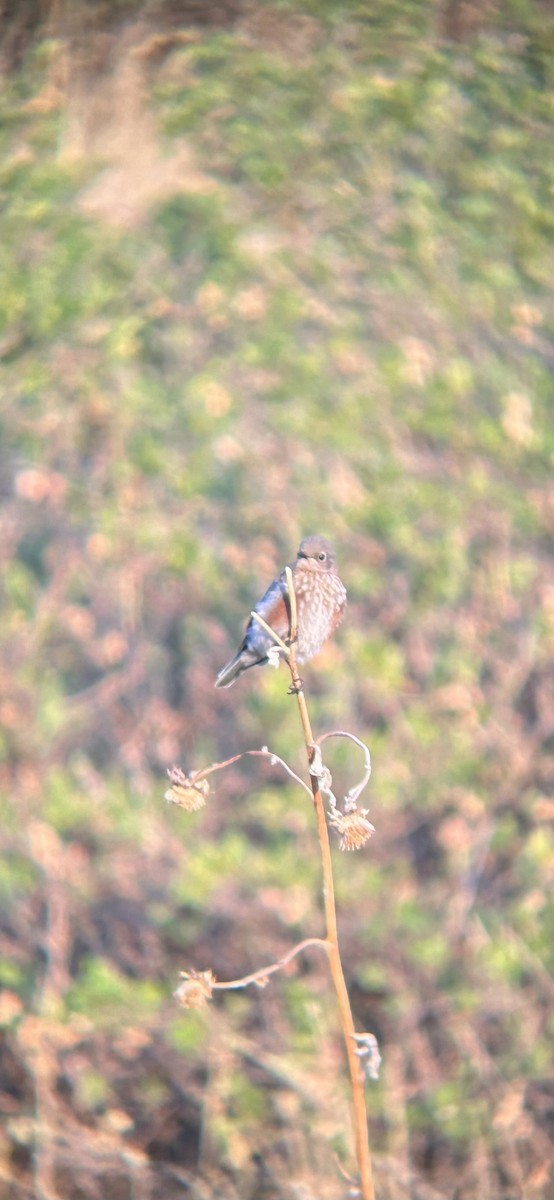 Western Bluebird - ML622094171