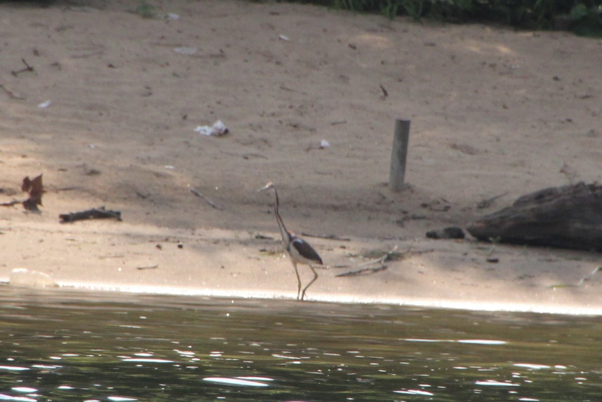 Tricolored Heron - ML622094232