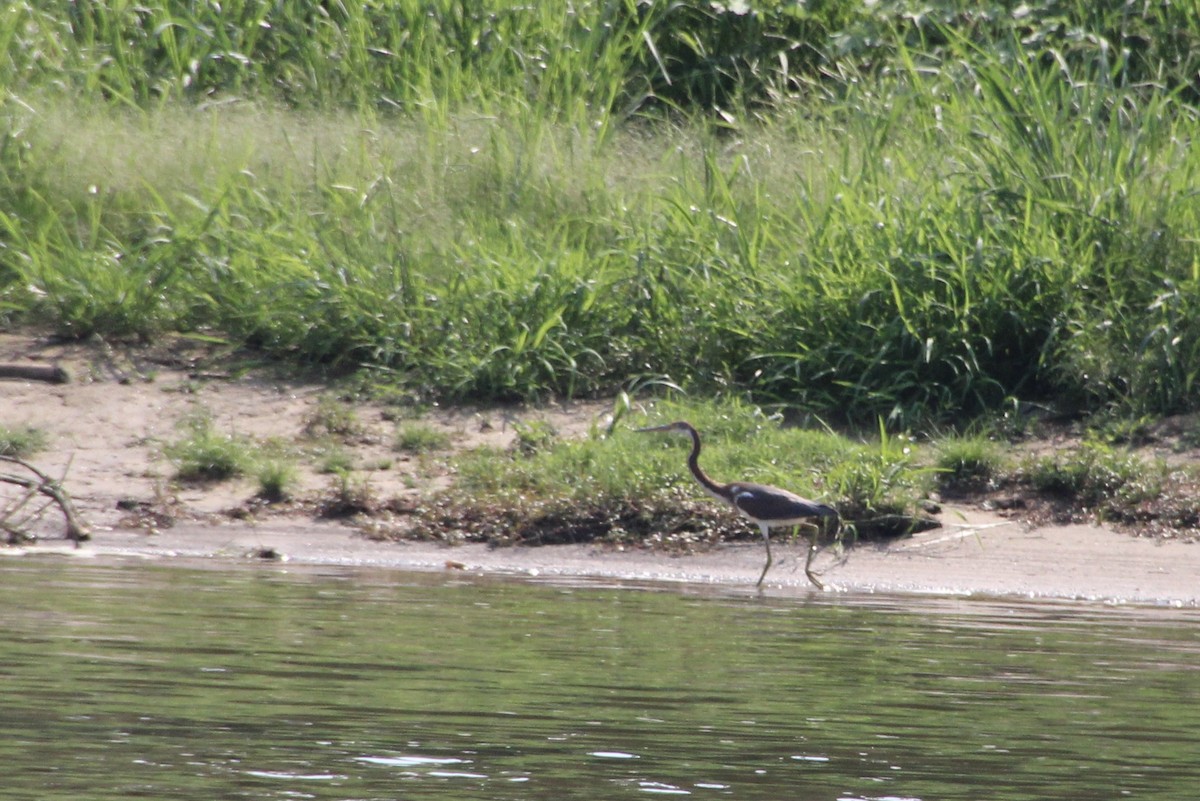 Tricolored Heron - ML622094233