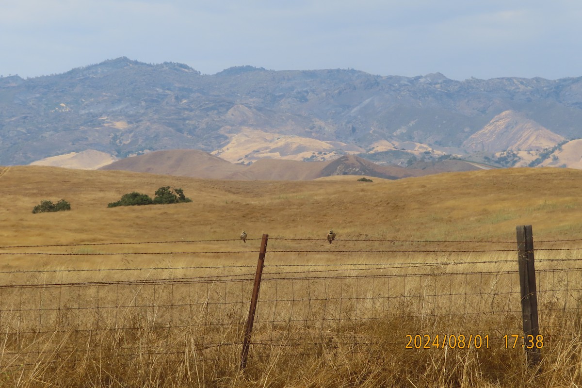 Horned Lark - ML622094287