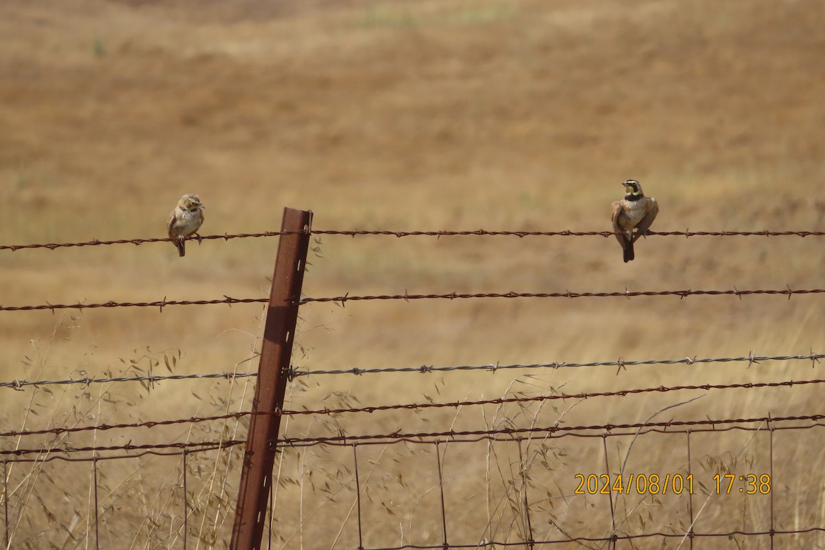 Horned Lark - ML622094294