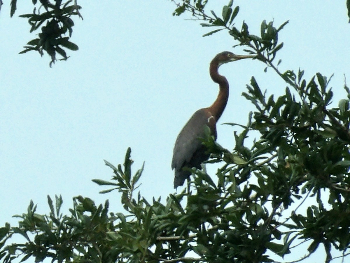 Tricolored Heron - ML622094297