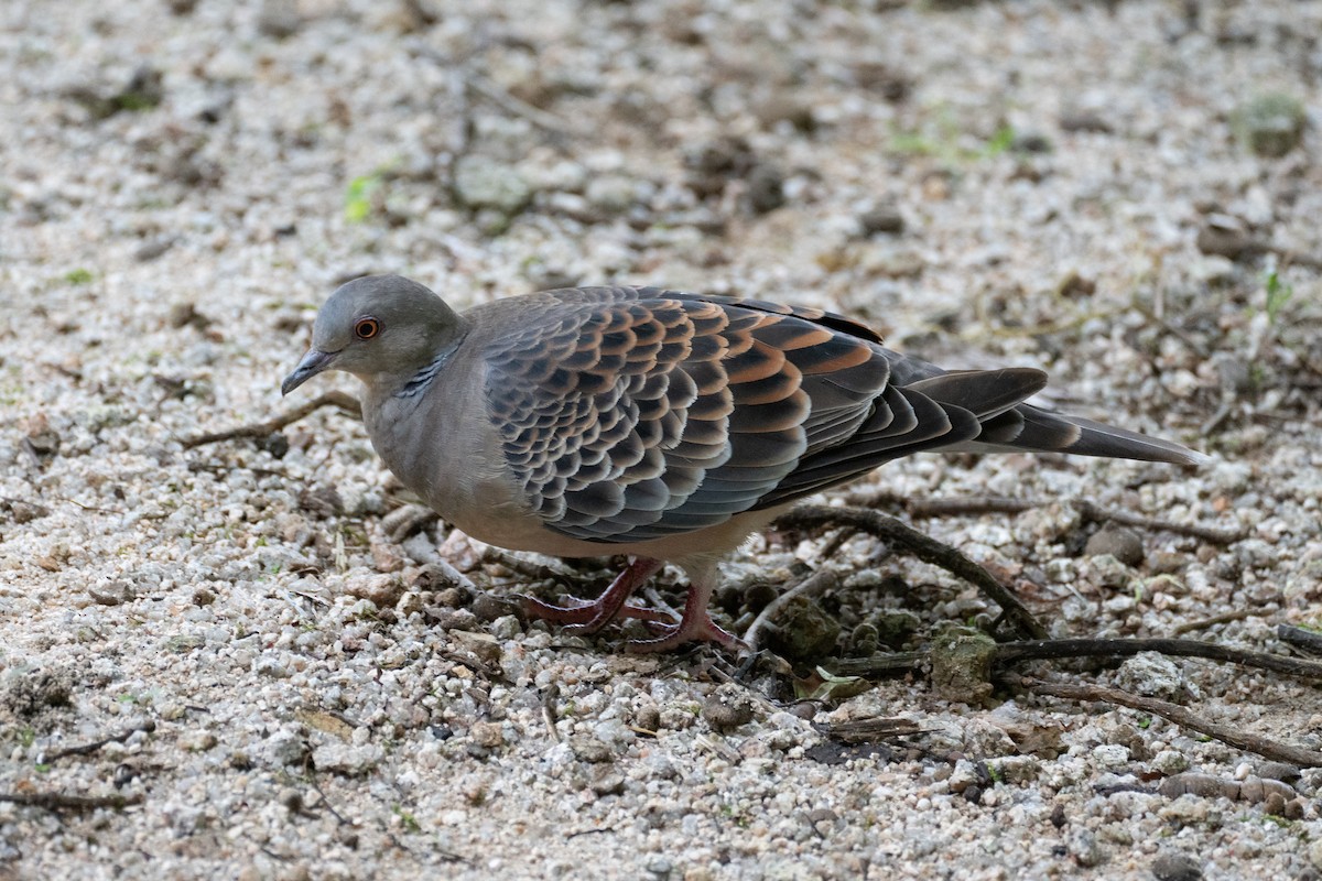 Oriental Turtle-Dove - ML622094300