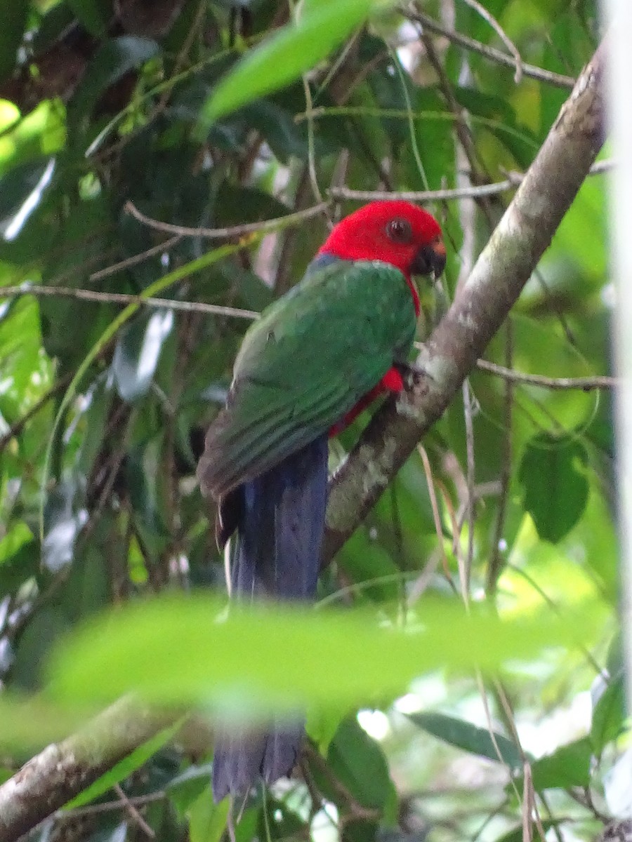 Moluccan King-Parrot - ML622094303