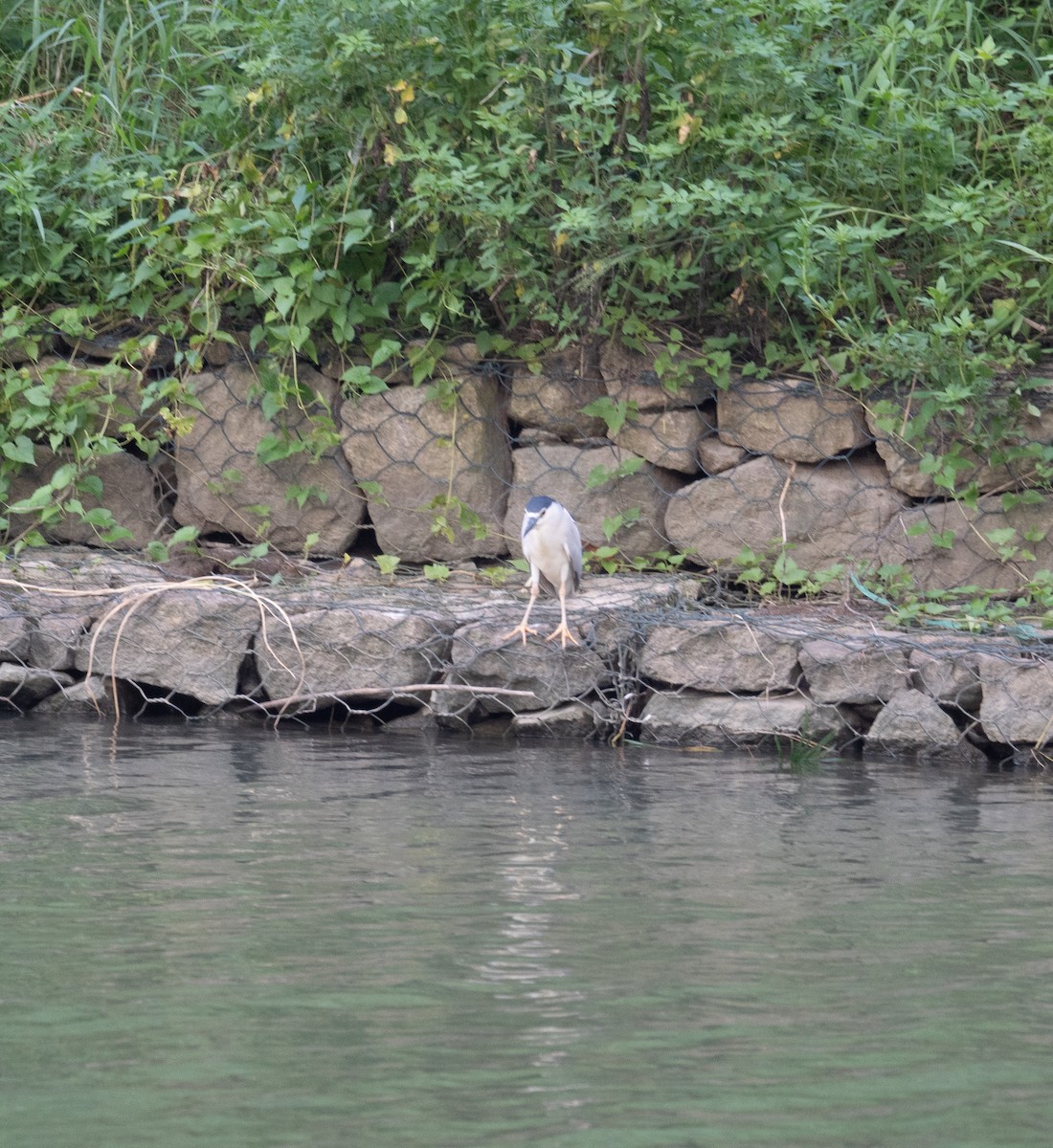 Black-crowned Night Heron - ML622094304