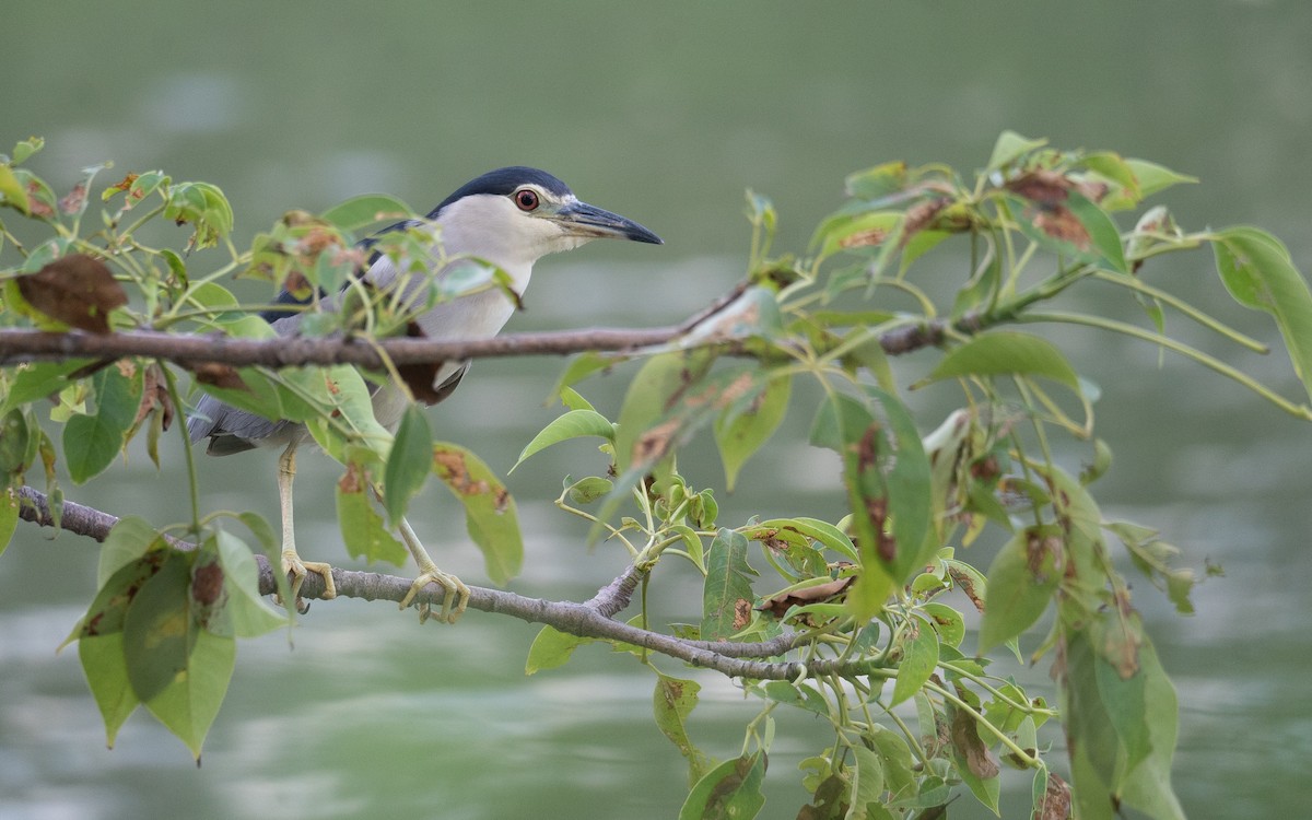 Black-crowned Night Heron - ML622094305