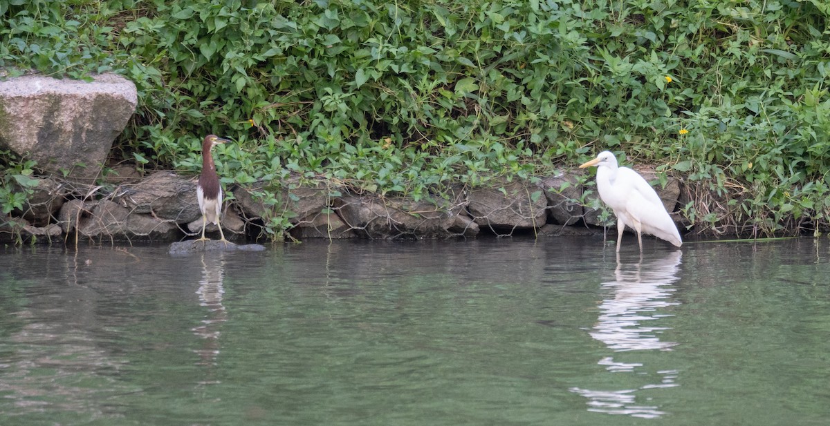 Great Egret - ML622094306