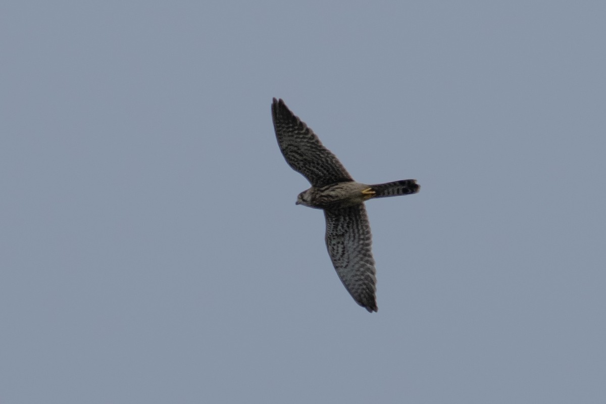 Eurasian Kestrel - ML622094307