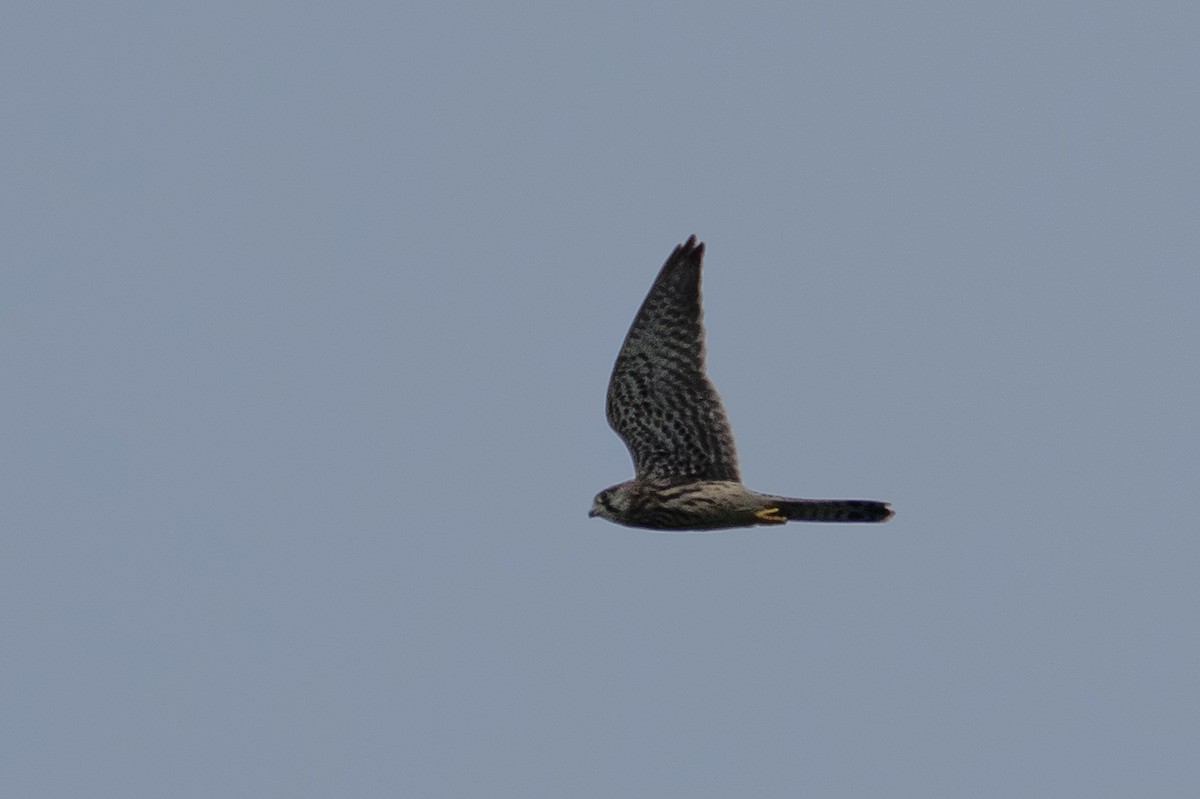 Eurasian Kestrel - ML622094308