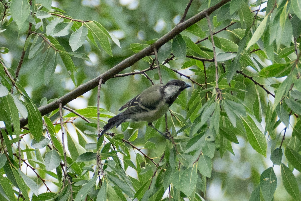 Japanese Tit - ML622094319