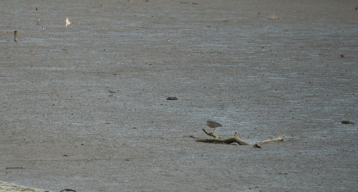 Black-crowned Night Heron - ML622094320