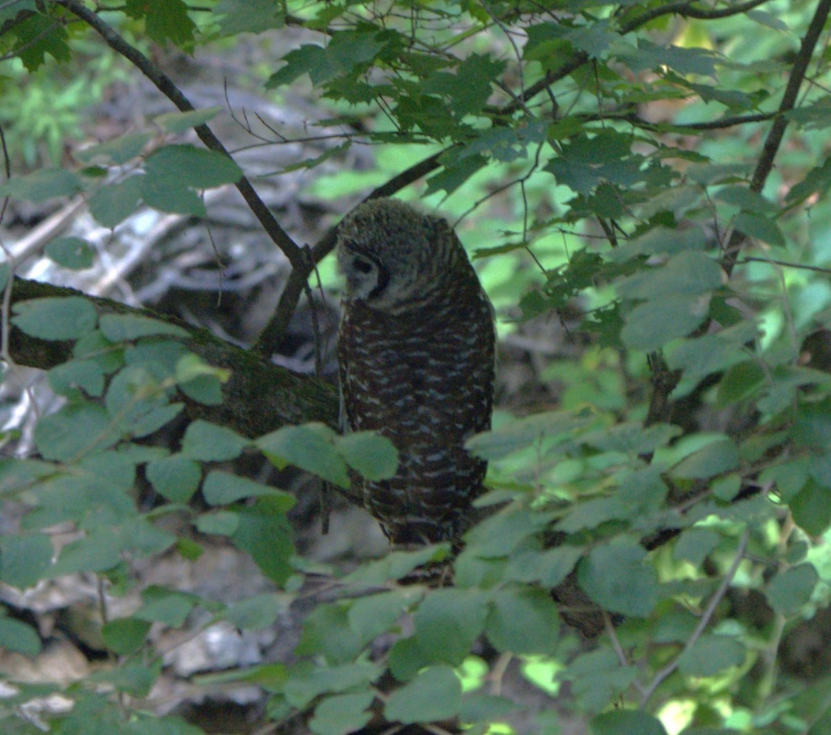 Barred Owl - ML622094321