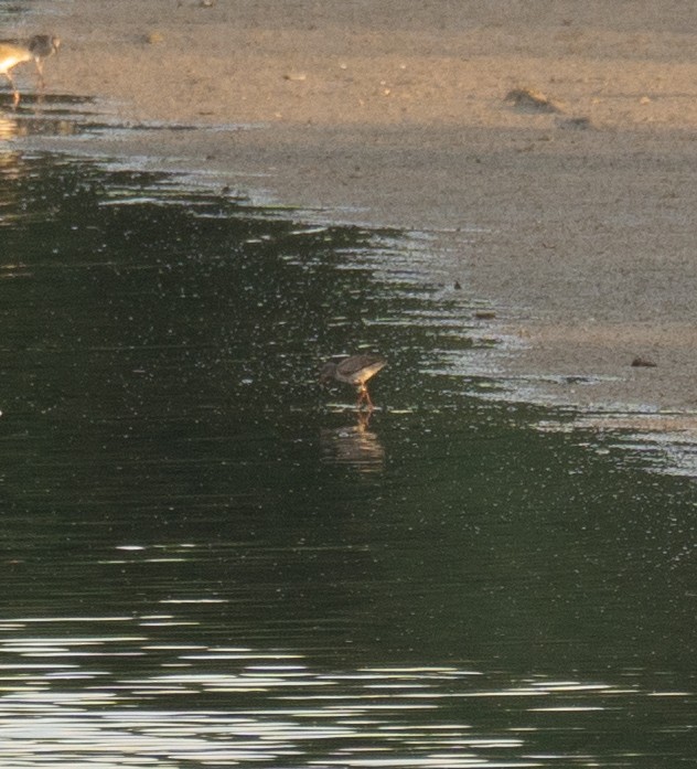 Common Redshank - ML622094322