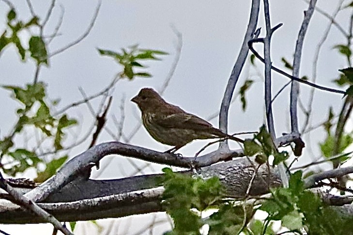 House Finch - ML622094325